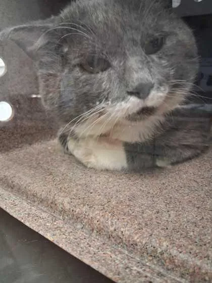 An adult large-sized male Domestic Short Hair cat named Catalac for adoption in Sevierville, TN