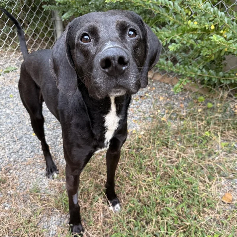 An adult medium-sized male Mixed Breed dog named Merv for adoption in Fredericksburg, VA