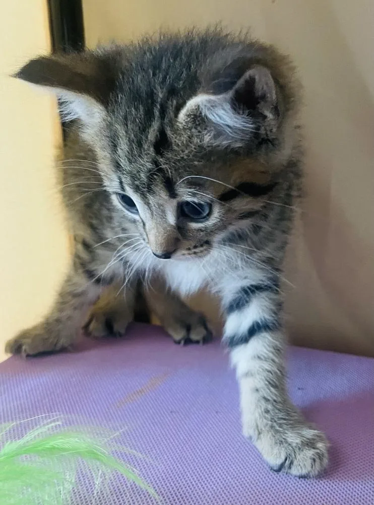 A baby small-sized male Tabby (Brown / Chocolate) Tabby cat named Harper for adoption in Salisbury, NC