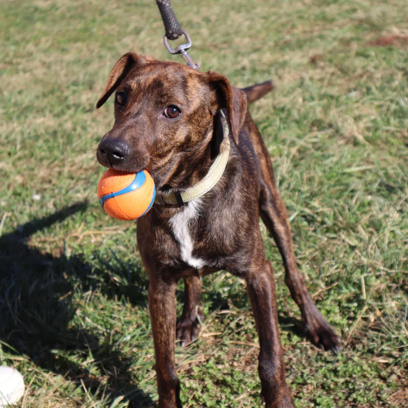 A young small-sized male Brindle Beagle dog named Banjo  Paws Behind for adoption in Goshen, KY