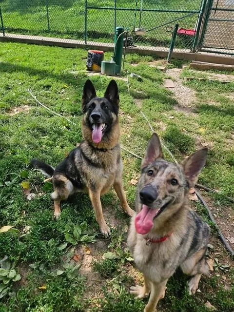 An adult large-sized female German Shepherd Dog dog named Jiselle for adoption in Saint Peters, MO