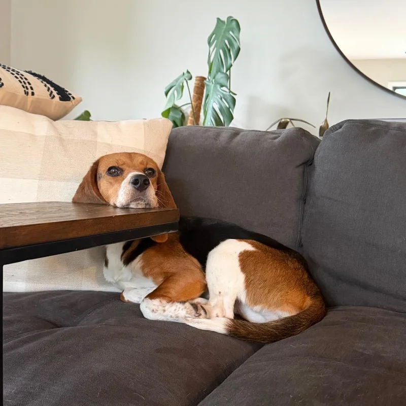 A young small-sized female Black Beagle dog named Ranch Dip for adoption in Northbrook, IL