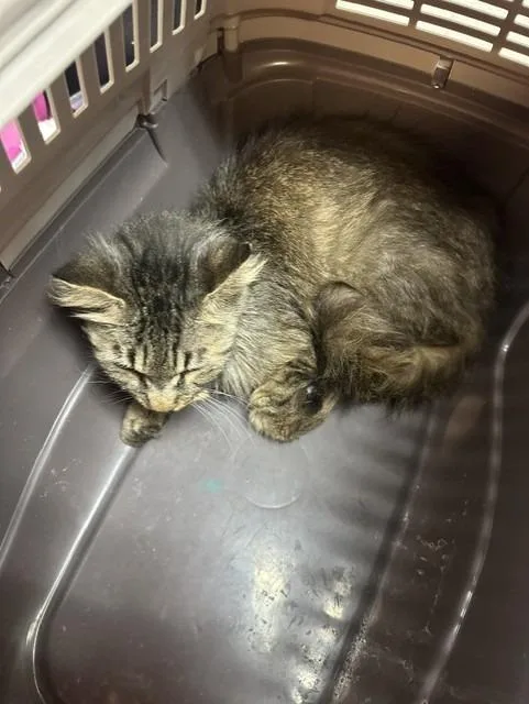 A young medium-sized female Domestic Short Hair cat named Doja Cat for adoption in Rome, GA