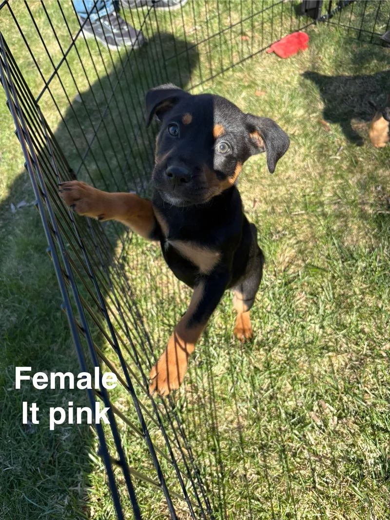 A baby large-sized female Husky dog named Feta for adoption in New Baltimore, MI