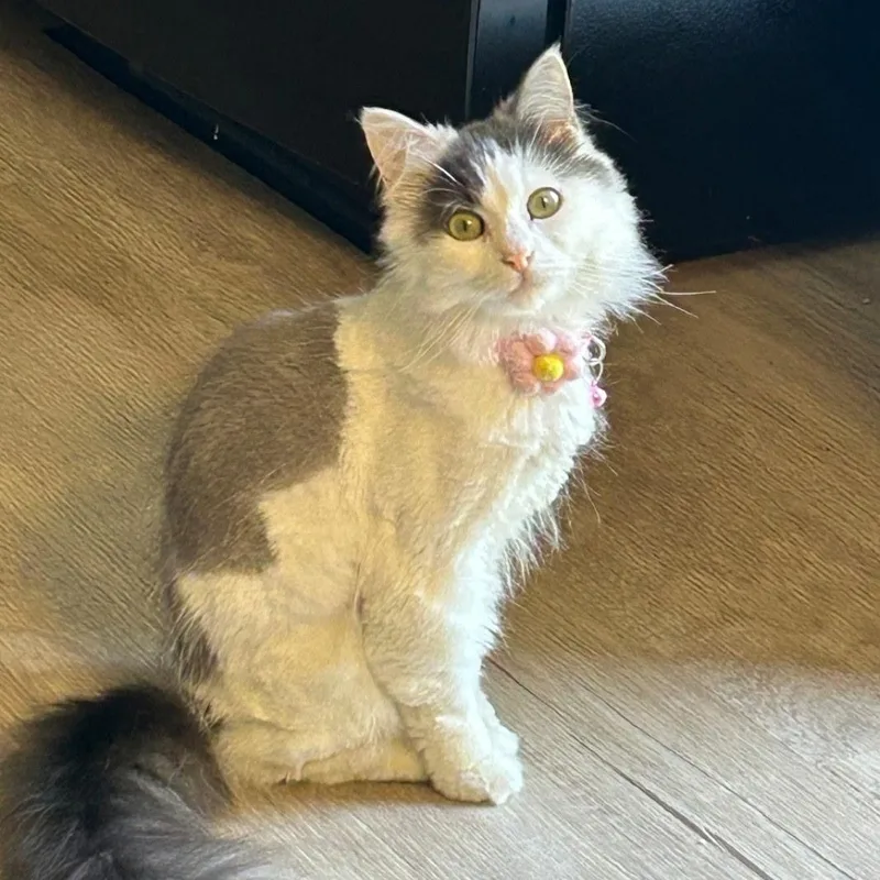 An adult medium-sized female Domestic Medium Hair cat named Snuggles for adoption in Schnecksville, PA