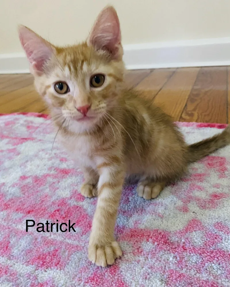 A baby small-sized male Domestic Short Hair cat named Patrick for adoption in Annapolis, MD