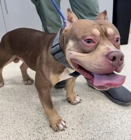 An adult medium-sized male Mixed Breed dog named Tank for adoption in Lafayette, IN