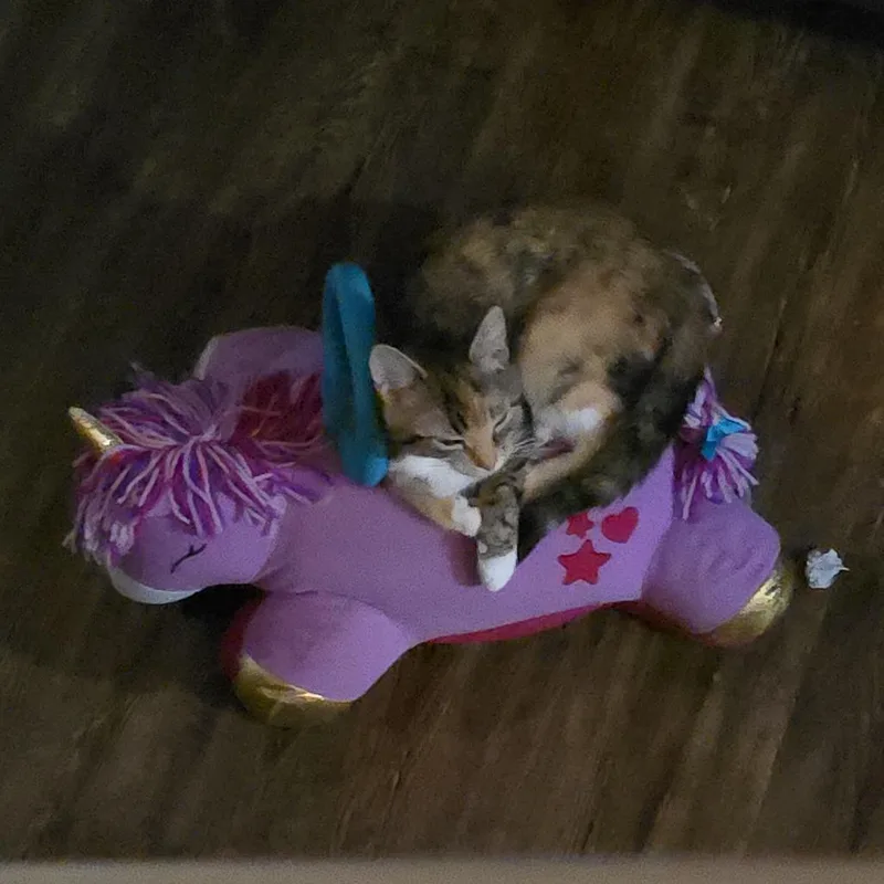 A young small-sized female Calico Domestic Short Hair cat named Sheila for adoption in Lynchburg, VA