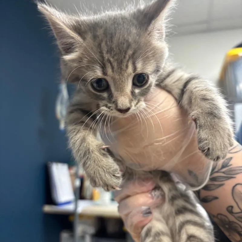 A baby small-sized male Gray / Blue / Silver Domestic Short Hair cat named Muck for adoption in Newark, NJ