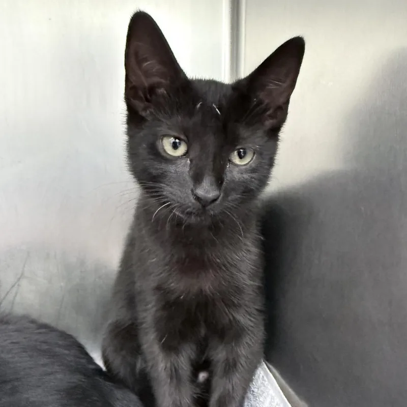 A baby small-sized female Black Domestic Short Hair cat named Jupiter for adoption in New York, NY