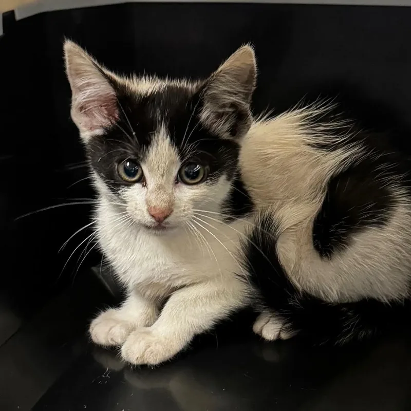 A baby small-sized female Black Domestic Short Hair cat named Ruby for adoption in Concord, NC
