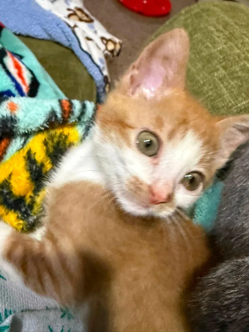A baby medium-sized female Orange & White Domestic Short Hair cat named Meander for adoption in Sioux City, IA