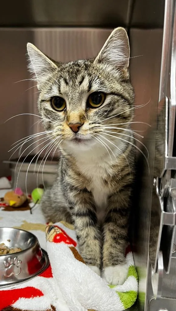 A baby medium-sized female Domestic Short Hair cat named Sweet Pea for adoption in Logan, UT