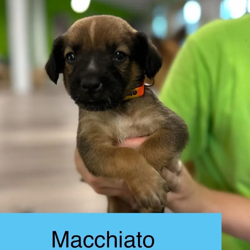 A baby medium-sized male Brown / Chocolate Cattle Dog named Macchiato for adoption in Tampa, FL