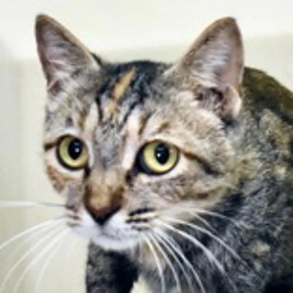 An adult small-sized female Domestic Short Hair cat named Olga for adoption in San Diego, CA