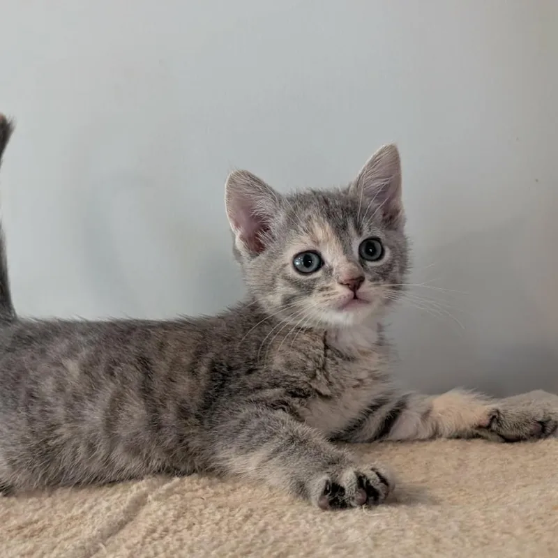 A baby small-sized female Gray / Blue / Silver Domestic Short Hair cat named Baby Bel for adoption in Plainfield, IL