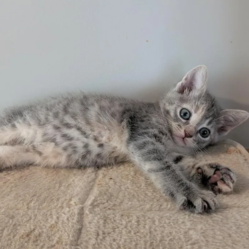 Baby Bel thumbnail 2