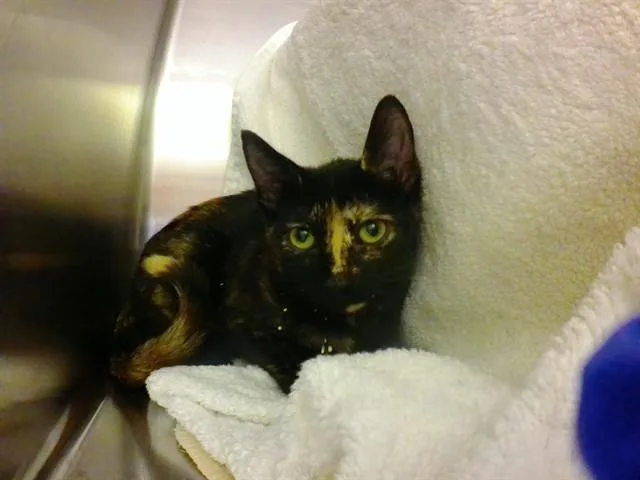 A baby small-sized female Domestic Short Hair cat named Kira Nerys for adoption in Omaha, NE