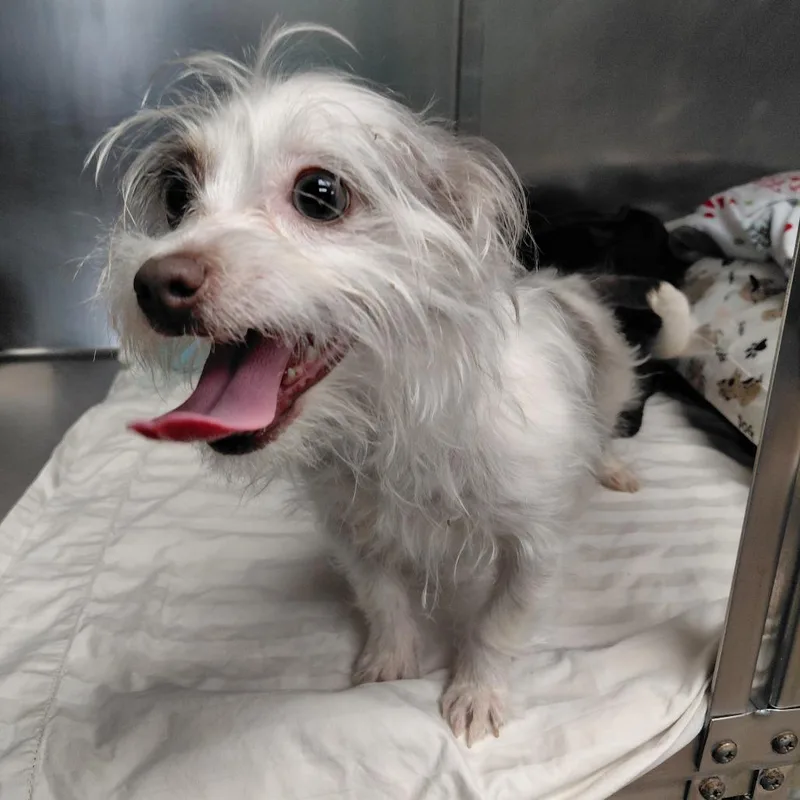 A young small-sized female White / Cream Terrier dog named Chalupa for adoption in Philadelphia, PA