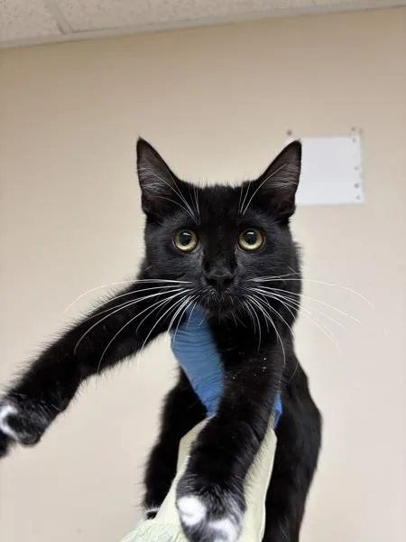 A young small-sized female Domestic Short Hair cat named Keiko for adoption in Sherwood, OR