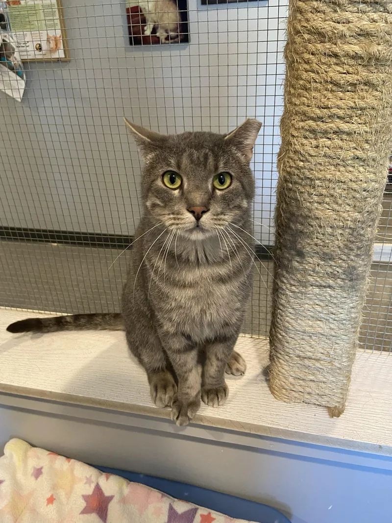 An adult medium-sized male Tabby (Gray / Blue / Silver) Domestic Short Hair cat named Dustin for adoption in Lincoln, NE