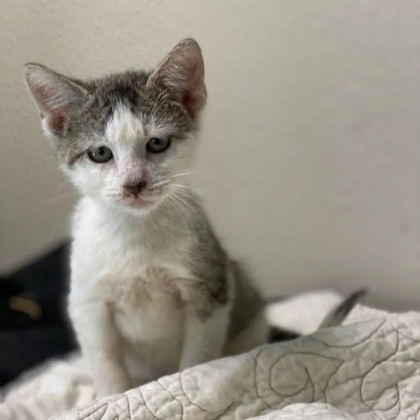 A baby small-sized male Domestic Short Hair cat named Peter Rabbit for adoption in Fredericksburg, TX
