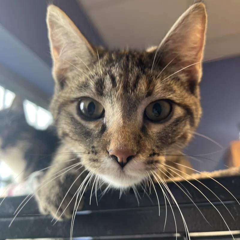 A young medium-sized female Tabby (Brown / Chocolate) Domestic Short Hair cat named Peanut Buttah for adoption in Brookings, SD