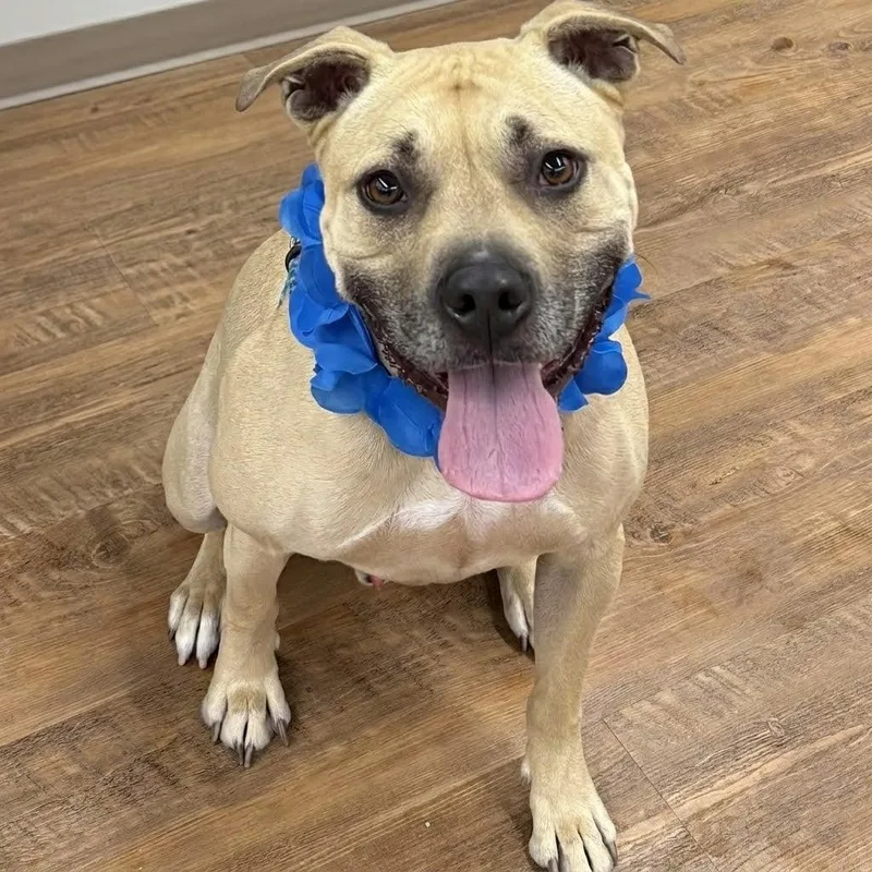 A young medium-sized male American Staffordshire Terrier dog named Hiro for adoption in Spring Lake, NJ