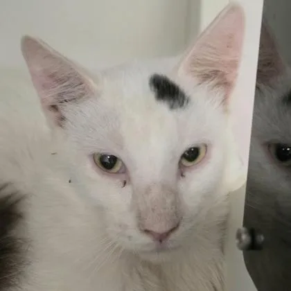 A young medium-sized male Domestic Medium Hair cat named Wilfred for adoption in Verona, WI