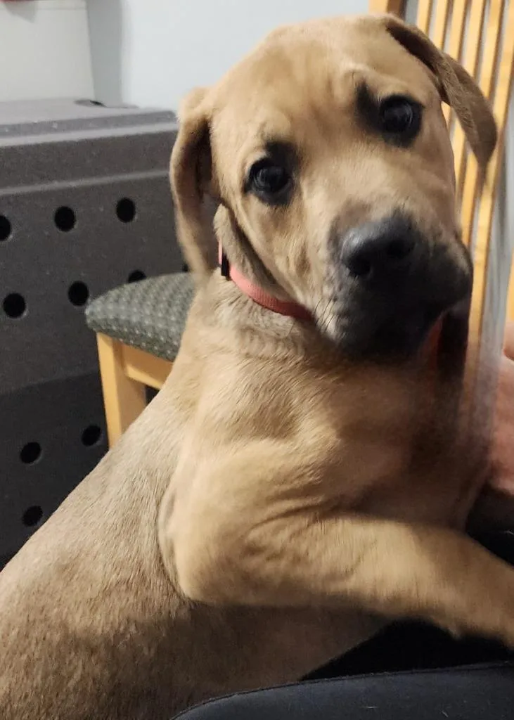 A baby medium-sized male Mastiff dog named Doug for adoption in Sandusky, OH