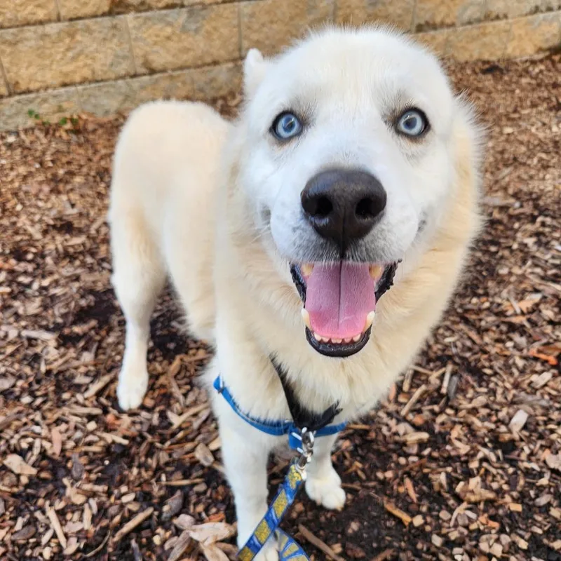 An adult medium-sized male Husky dog named Kody for adoption in Falls Church, VA