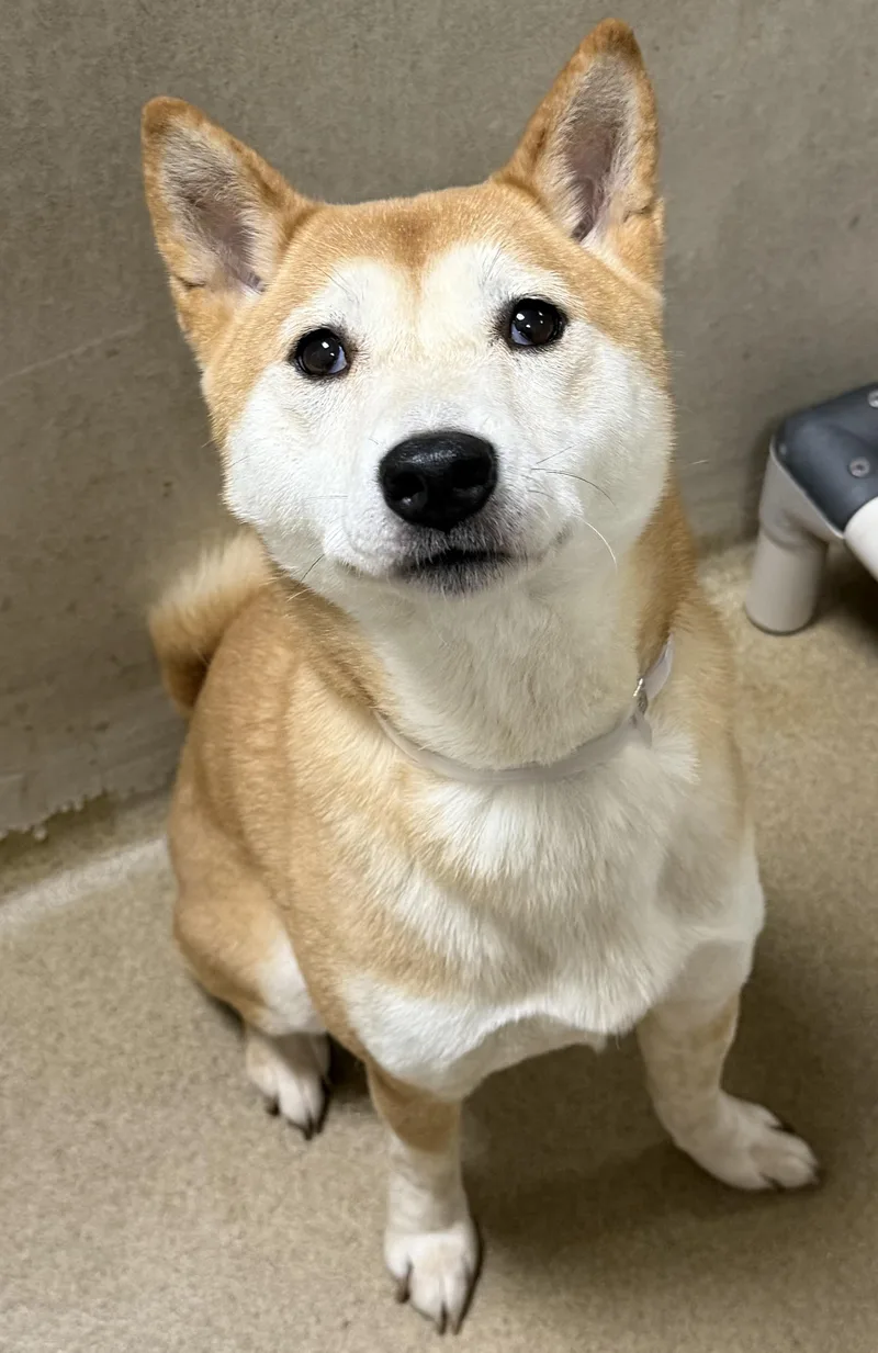 An adult small-sized female Apricot / Beige Shiba Inu dog named Nori for adoption in Columbia, MD