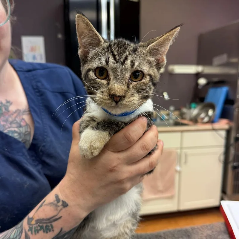 A baby small-sized male Gray / Blue / Silver Domestic Short Hair cat named Mj for adoption in Madison, WI