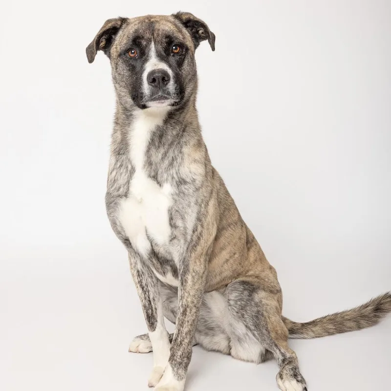 An adult large-sized female Brindle Mixed Breed dog named Sassy for adoption in Leander, TX