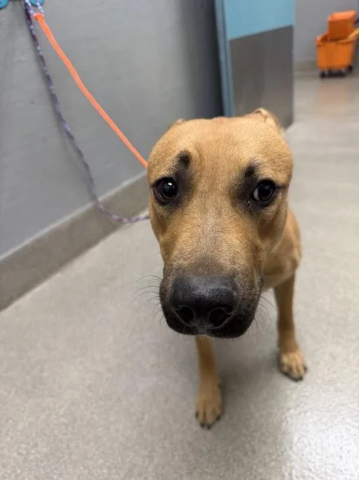 A young large-sized female German Shepherd Dog dog named Sangria for adoption in Las Vegas, NV