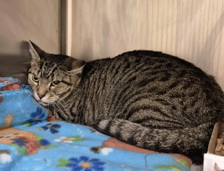An adult medium-sized female Domestic Short Hair cat named Zipper for adoption in Hagerstown, MD