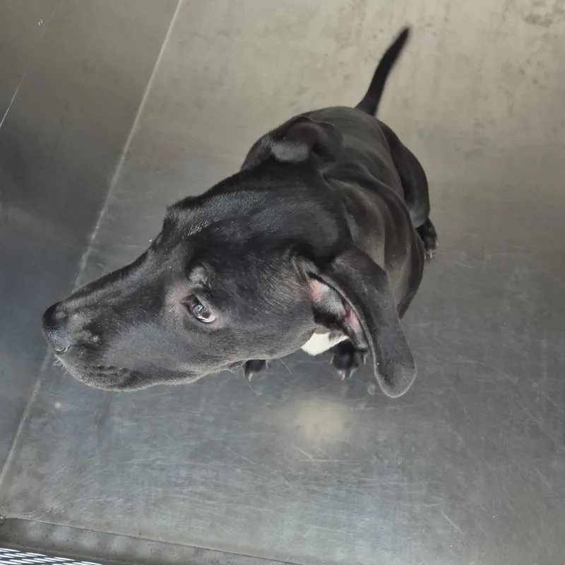 A baby small-sized female Black Mixed Breed dog named Evangeline for adoption in Columbus, GA