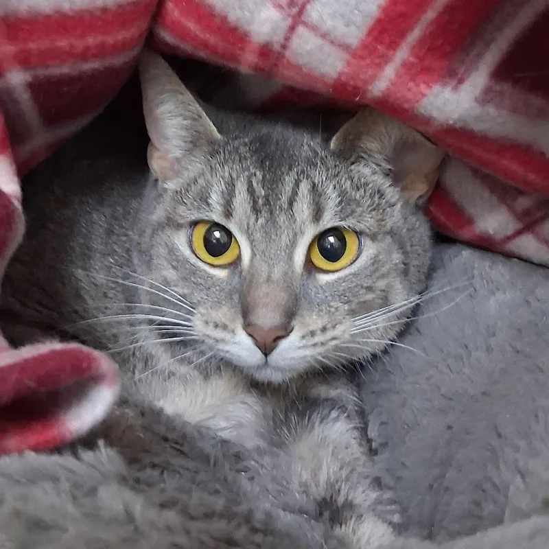 An adult medium-sized female Gray / Blue / Silver Domestic Short Hair cat named Vixie for adoption in Deerfield, IL