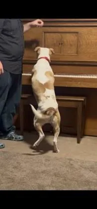 An adult large-sized male White / Cream American Staffordshire Terrier dog named Graham for adoption in Bolivar, TN