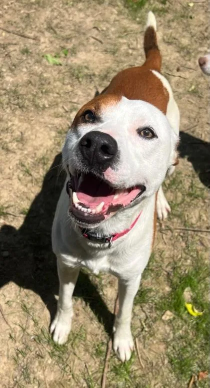 An adult medium-sized male Mixed Breed dog named Loki for adoption in Belmont, NY