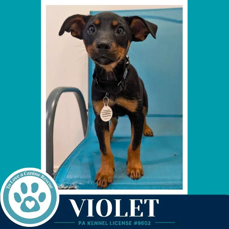 Violet