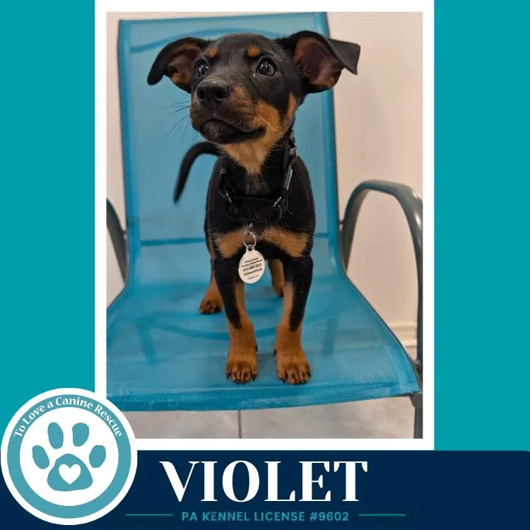 Violet thumbnail 2