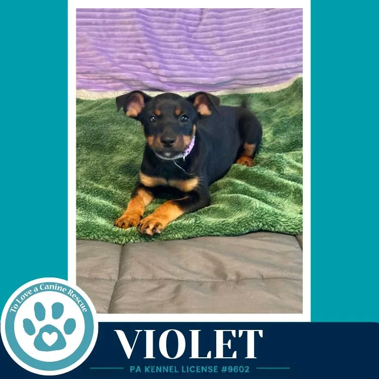 Violet thumbnail 3