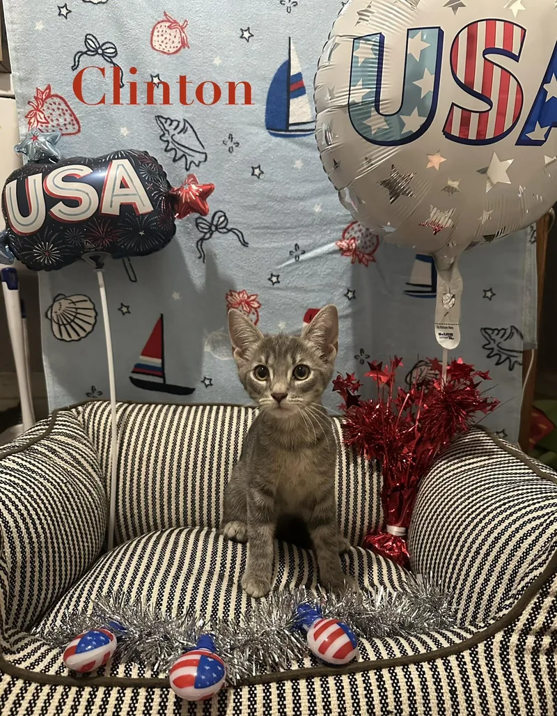 A baby small-sized male Brown / Chocolate Domestic Short Hair cat named Clinton for adoption in Pittsburgh, PA