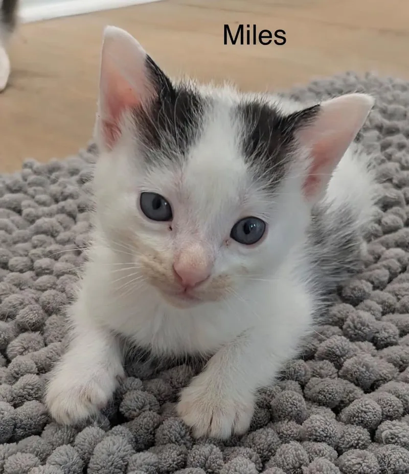 A baby medium-sized male Domestic Short Hair cat named Miles for adoption in Spring, TX