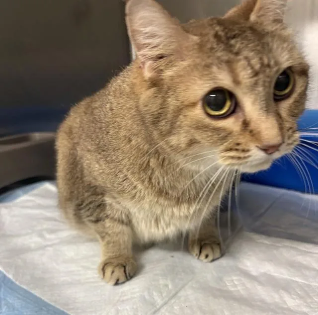 An adult large-sized female Domestic Short Hair cat named Rascal for adoption in Minneapolis, MN