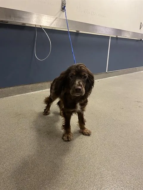 A baby medium-sized female Cocker Spaniel dog named Lady for adoption in Miami, FL