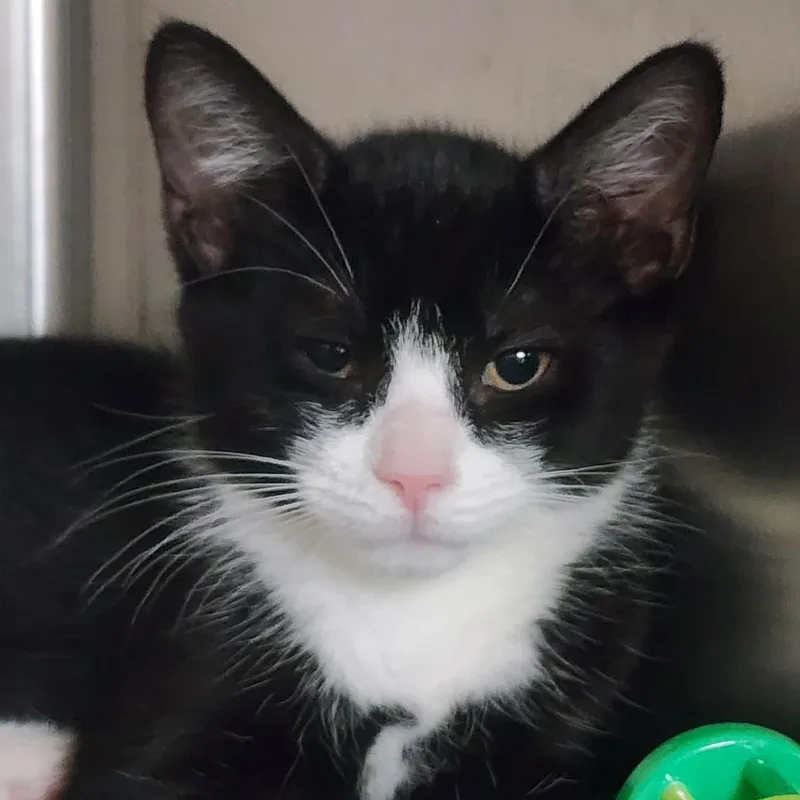 A young small-sized male Black American Shorthair cat named Blueberry for adoption in Shinnston, WV