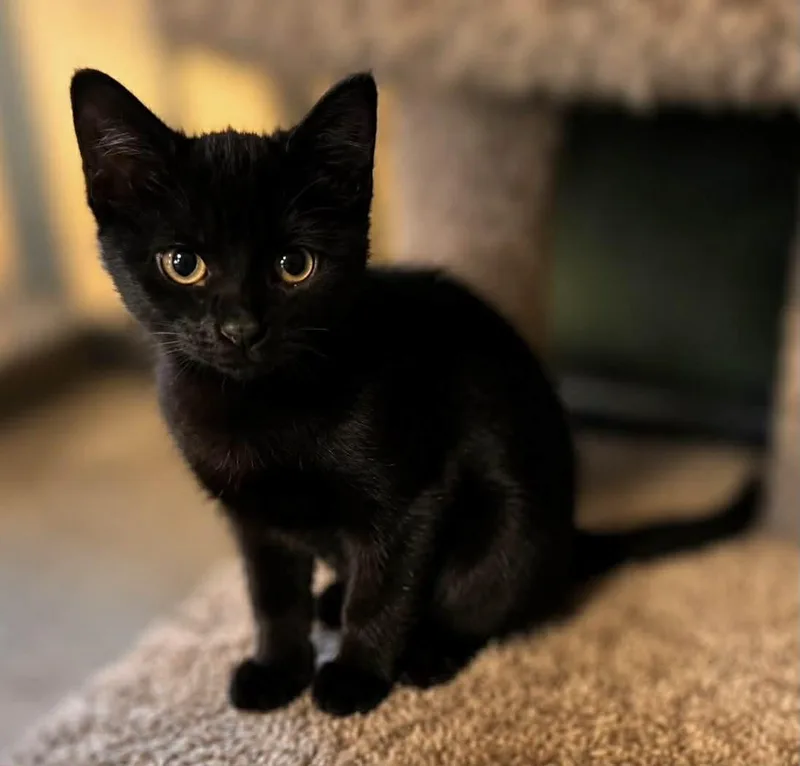 A baby small-sized female Black Domestic Short Hair cat named Coming Soon  Penelope for adoption in Sisseton, SD