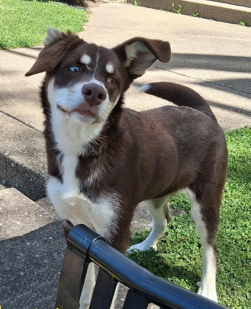 A baby medium-sized female Australian Shepherd dog named Layla for adoption in Mcconnelsville, OH
